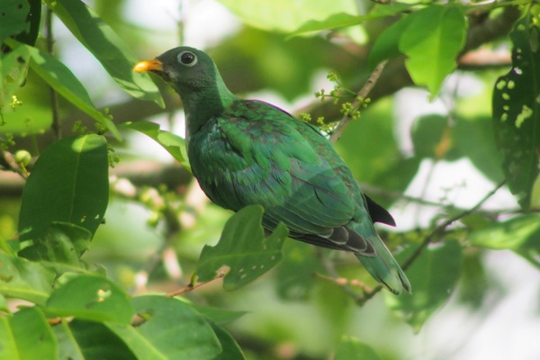 Wild green pigeon Stock Photo