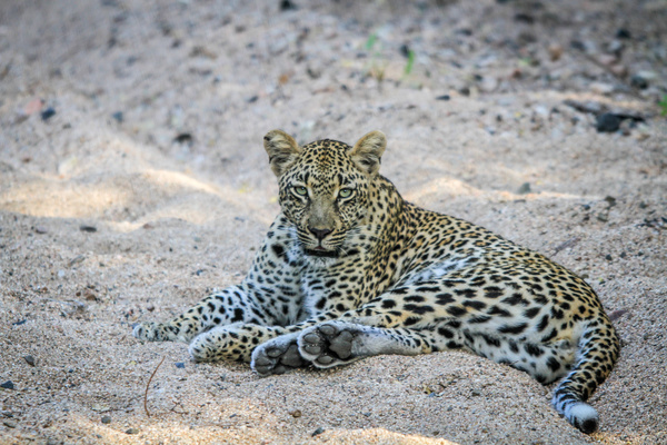 Wild leopard Stock Photo