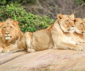 Wild lions Stock Photo 01