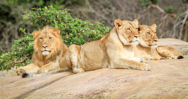 Wild lions Stock Photo 01