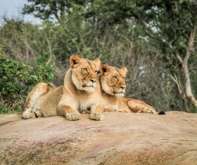 Wild lions Stock Photo 02