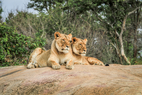 Wild lions Stock Photo 02