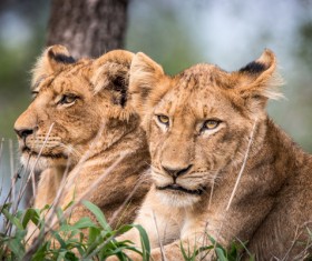 Wild lions Stock Photo 03
