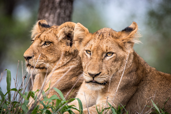 Wild lions Stock Photo 03