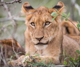 Wild lions Stock Photo 04