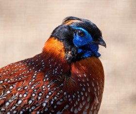 Wild pheasant head close-up Stock Photo 01