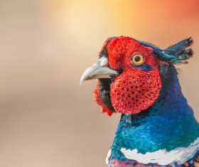 Wild pheasant head close-up Stock Photo 02