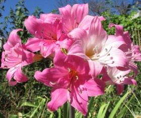 Wild pink lily flower Stock Photo