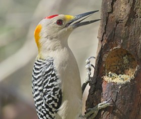 Wild woodpecker Stock Photo