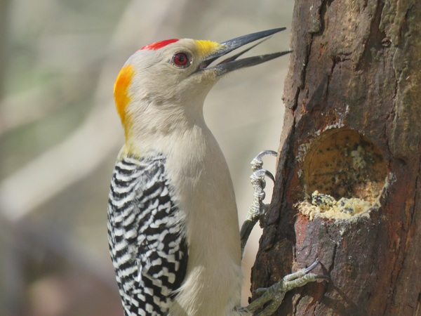 Wild woodpecker Stock Photo