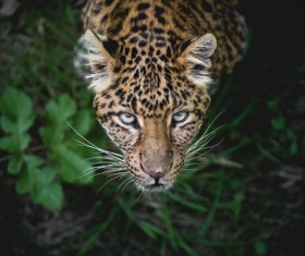 Wildlife Leopard Stock Photo