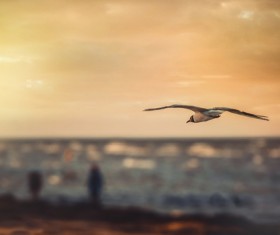 bird flying at sunrise Stock Photo