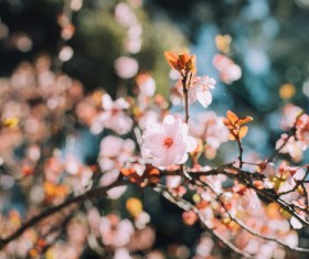 blooming flowers in spring Stock Photo