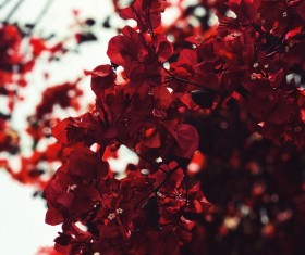 blooming red fresh flowers on tree Stock Photo