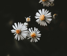 close-up of white flowers Stock Photo