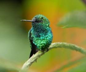 cute green bird perching on branch Stock Photo
