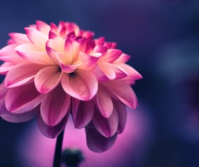 fresh flower in nature Stock Photo