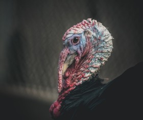 ugly turkey face Stock Photo