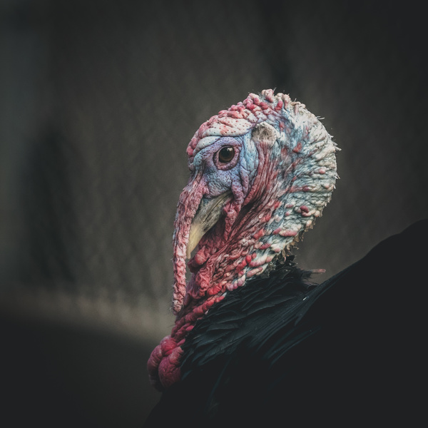ugly turkey face Stock Photo