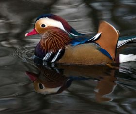 A beautifully feathered Mandarin bird Stock Photo (1)