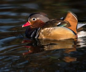 A beautifully feathered Mandarin bird Stock Photo (2)