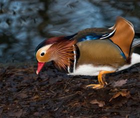 A beautifully feathered Mandarin bird Stock Photo (3)
