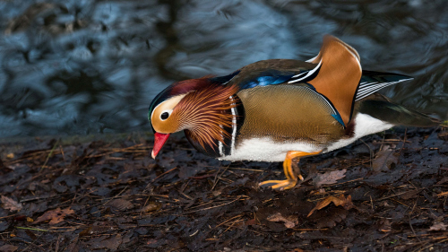 A beautifully feathered Mandarin bird Stock Photo (3)