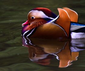 A beautifully feathered Mandarin bird Stock Photo (4)