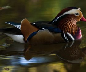 A beautifully feathered Mandarin bird Stock Photo (5)