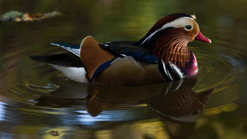 A beautifully feathered Mandarin bird Stock Photo (5)
