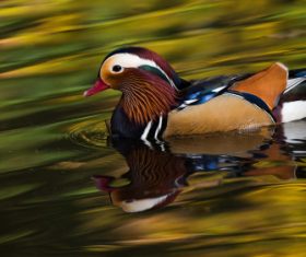 A beautifully feathered Mandarin bird Stock Photo (6)
