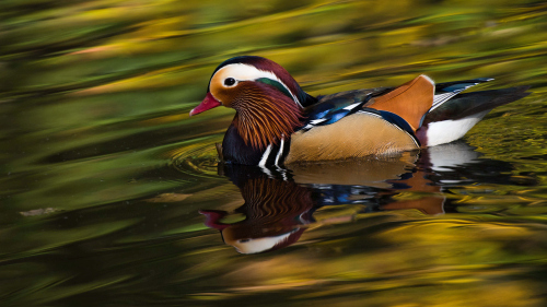 A beautifully feathered Mandarin bird Stock Photo (6)
