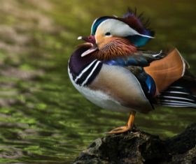 A beautifully feathered Mandarin bird Stock Photo (7)