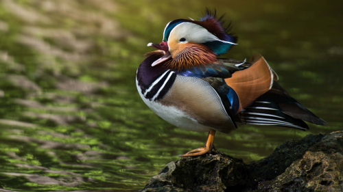 A beautifully feathered Mandarin bird Stock Photo (7)