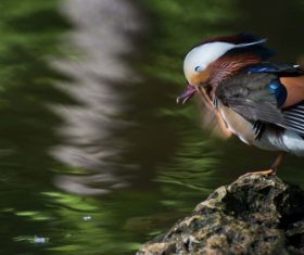 A beautifully feathered Mandarin bird Stock Photo (8)