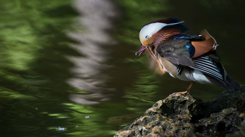 A beautifully feathered Mandarin bird Stock Photo (8)