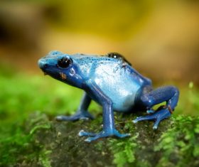 A blue frog Stock Photo