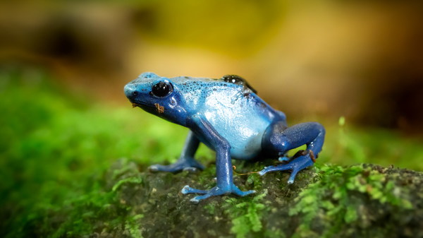 A blue frog Stock Photo