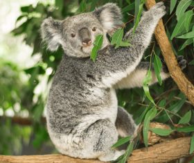 A cute little koala on banyan tree Stock Photo 01