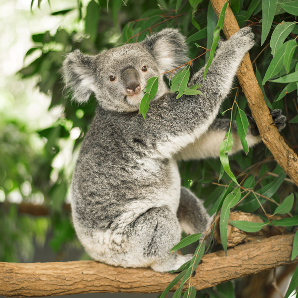 A cute little koala on banyan tree Stock Photo 01