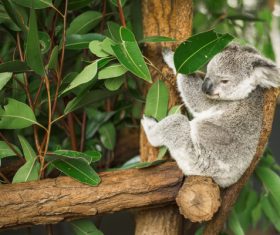 A cute little koala on banyan tree Stock Photo 02