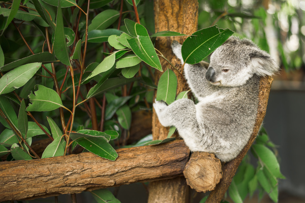 A cute little koala on banyan tree Stock Photo 02