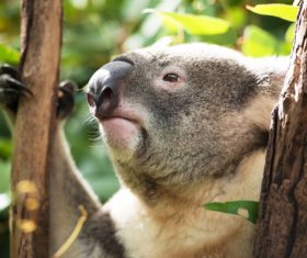 A cute little koala on banyan tree Stock Photo 03