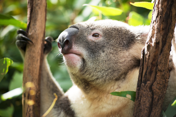 A cute little koala on banyan tree Stock Photo 03