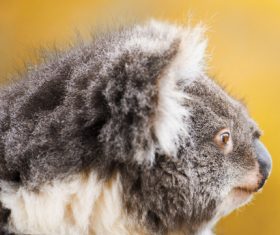 A cute little koala on banyan tree Stock Photo 04