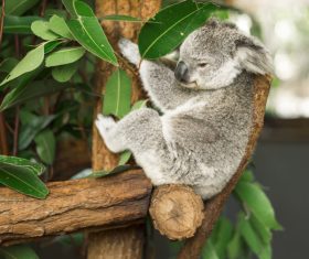 A cute little koala on banyan tree Stock Photo 05