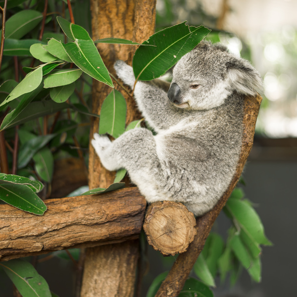 A cute little koala on banyan tree Stock Photo 05
