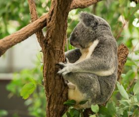 A cute little koala on banyan tree Stock Photo 06