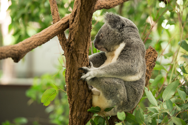 A cute little koala on banyan tree Stock Photo 06