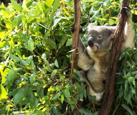 A cute little koala on banyan tree Stock Photo 07